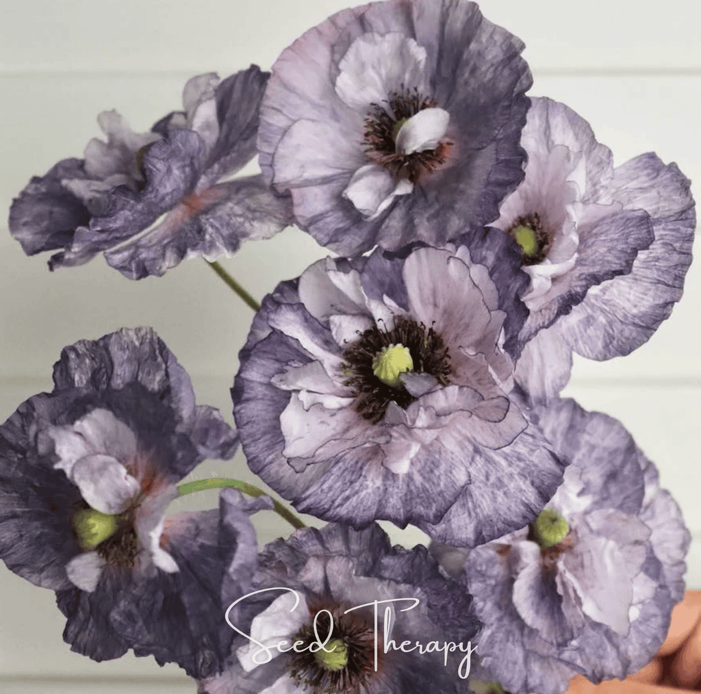 Southern Seeds Amazing Grey Poppy – 25 Seeds | Heirloom Boulevard