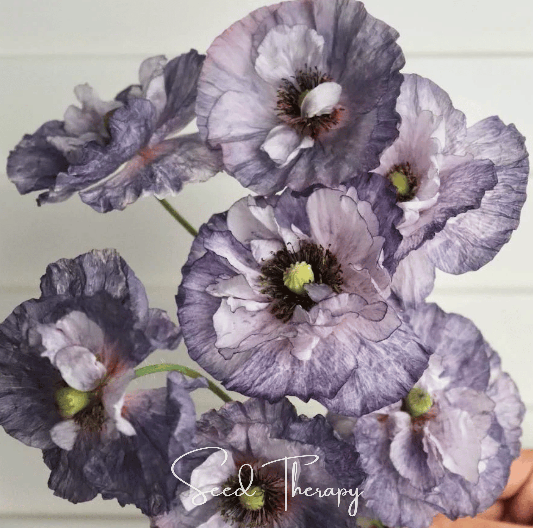 Southern Seeds Amazing Grey Poppy – 25 Seeds | Heirloom Boulevard