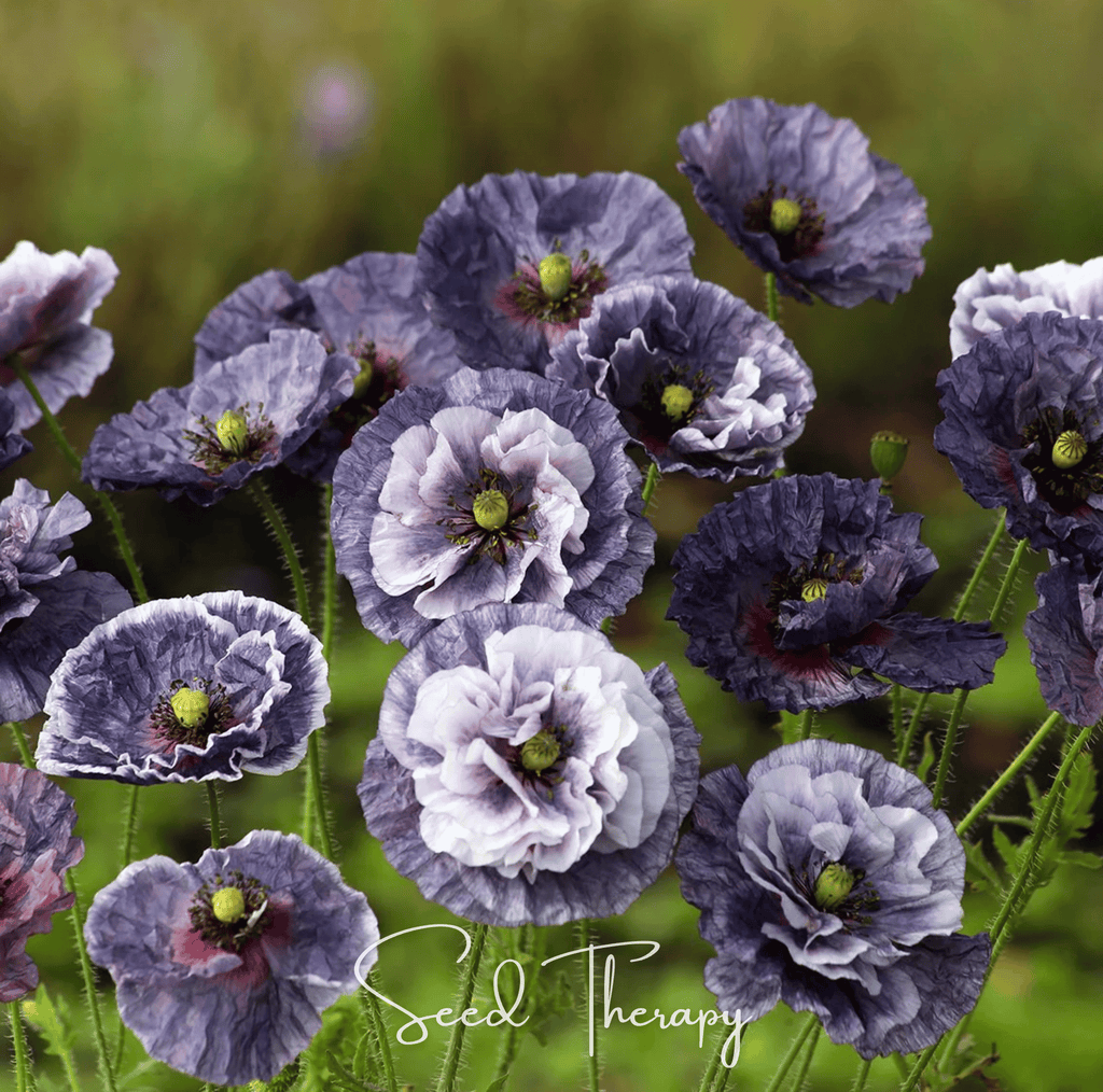 Southern Seeds Amazing Grey Poppy – 25 Seeds | Heirloom Boulevard