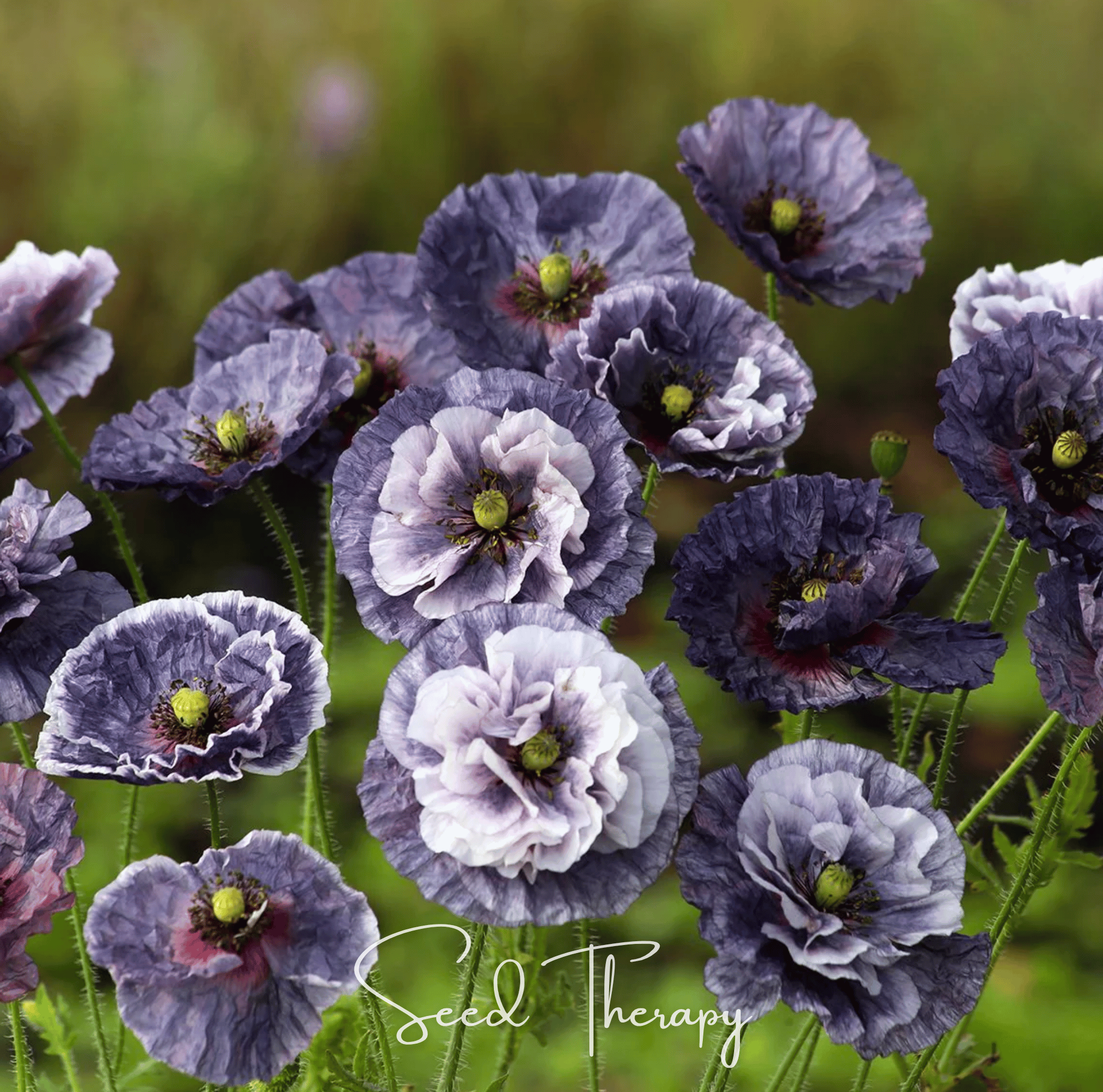 Southern Seeds Amazing Grey Poppy – 25 Seeds | Heirloom Boulevard