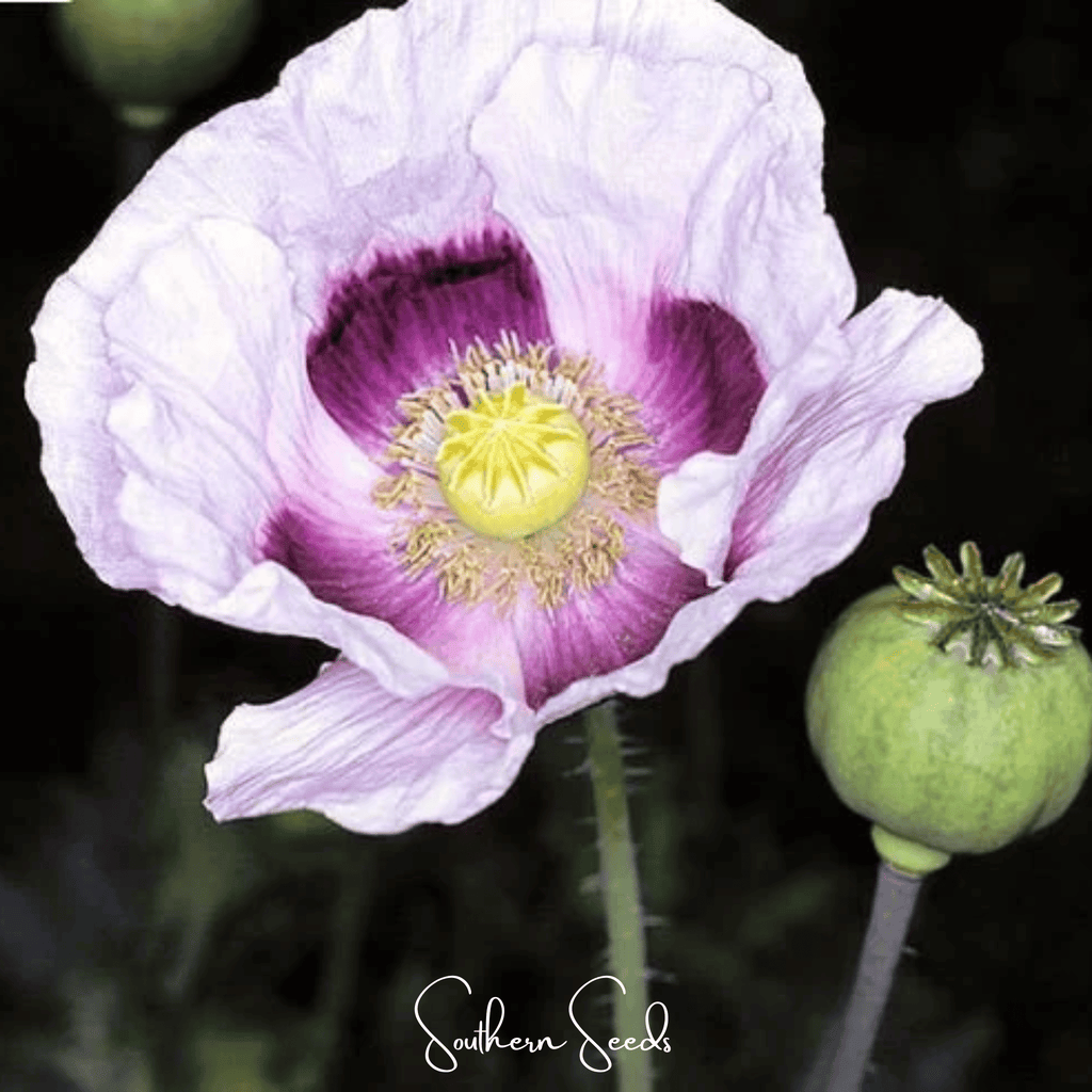 Blue Moon Poppy – 250 Seeds | Heirloom Boulevard