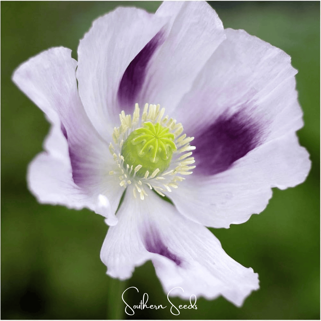 Blue Moon Poppy – 250 Seeds | Heirloom Boulevard