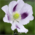 Southern Seeds Blue Moon Poppy – 250 Seeds | Heirloom Boulevard