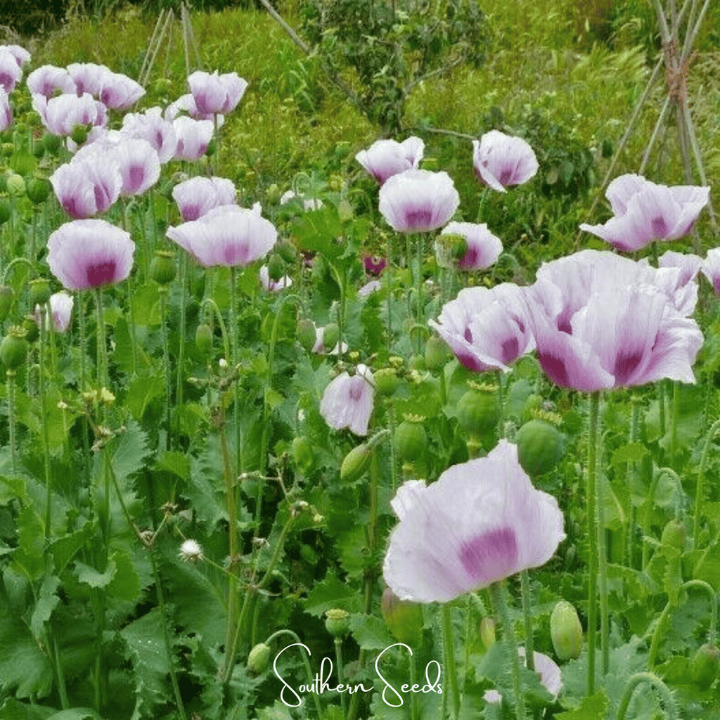 Blue Moon Poppy – 250 Seeds | Heirloom Boulevard