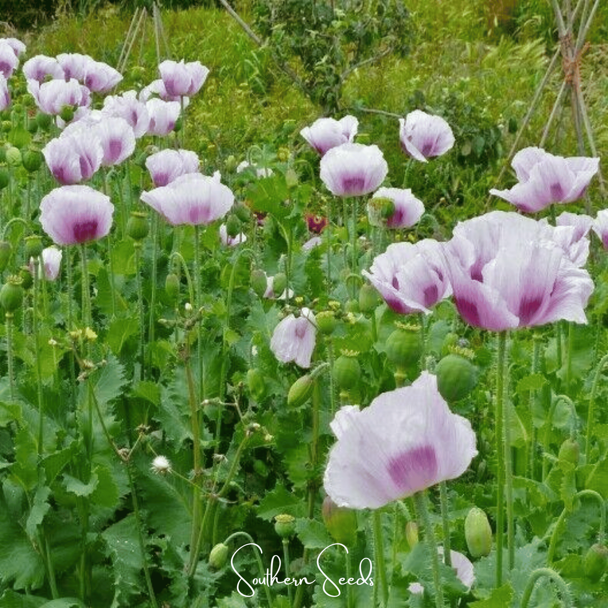 Blue Moon Poppy – 250 Seeds | Heirloom Boulevard
