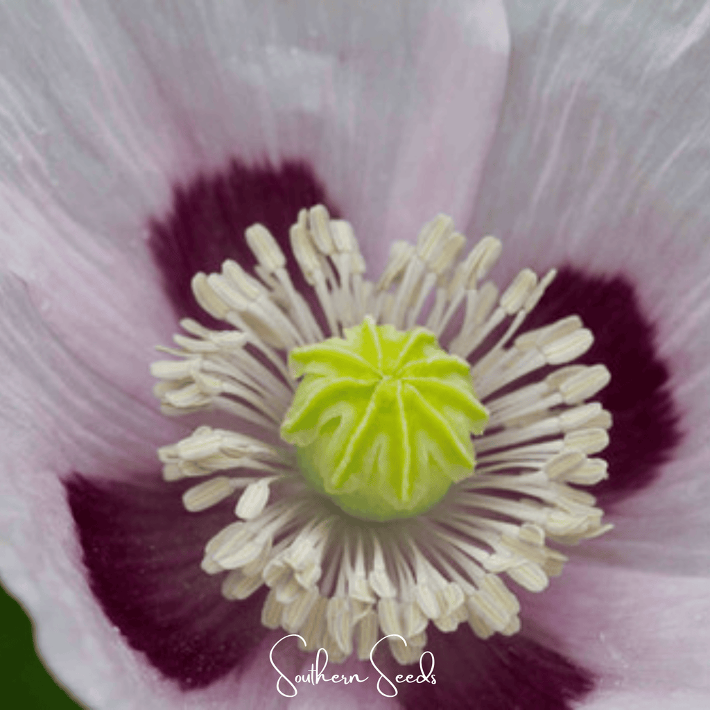 Blue Moon Poppy – 250 Seeds | Heirloom Boulevard