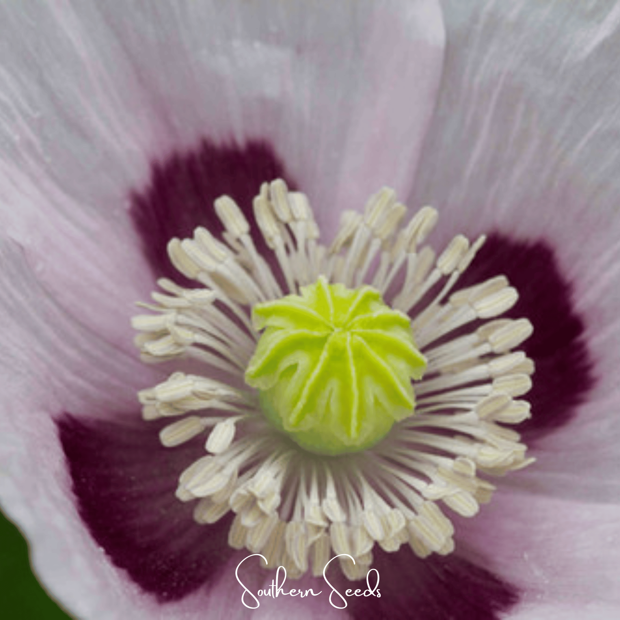 Blue Moon Poppy – 250 Seeds | Heirloom Boulevard