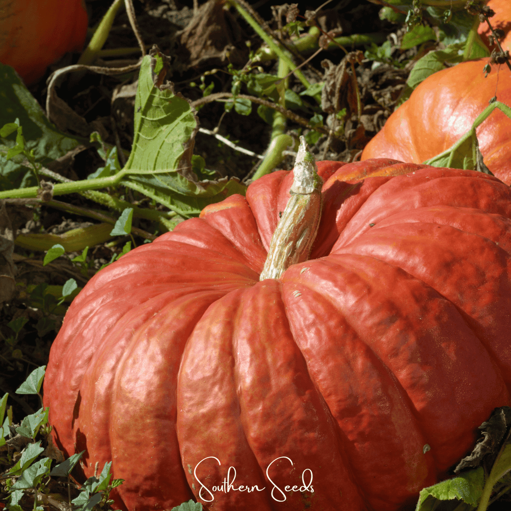 Cinderella Pumpkin – 10 Seeds | Heirloom Boulevard