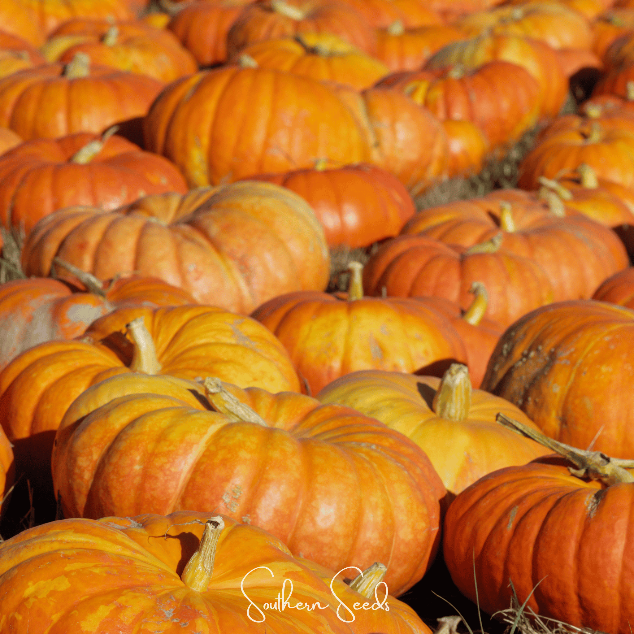 Cinderella Pumpkin – 10 Seeds | Heirloom Boulevard
