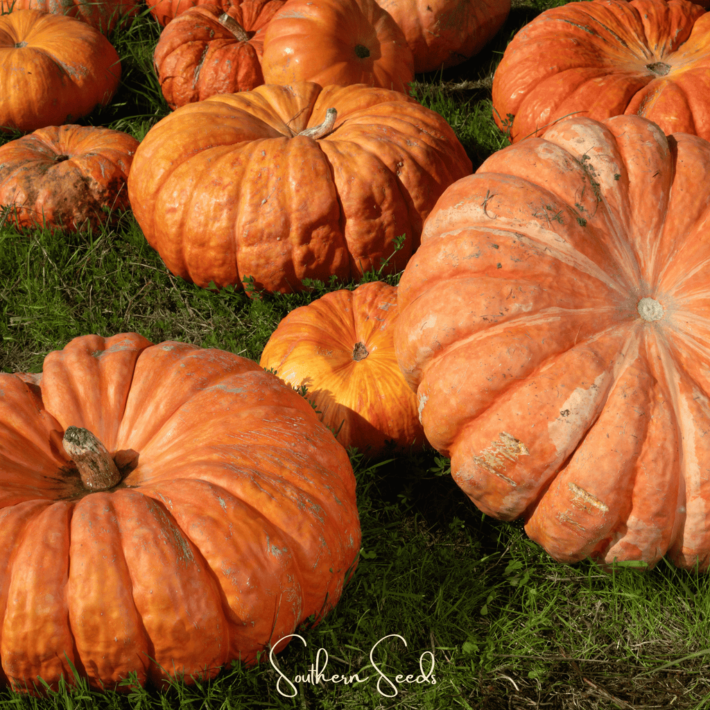 Cinderella Pumpkin – 10 Seeds | Heirloom Boulevard