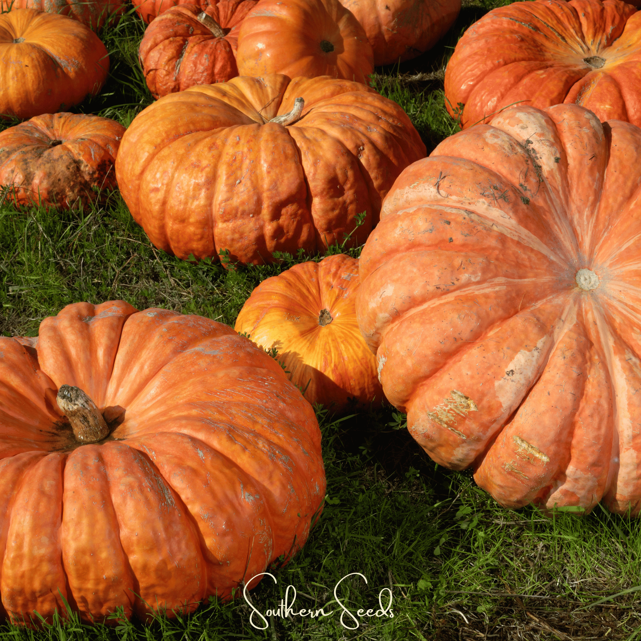 Cinderella Pumpkin – 10 Seeds | Heirloom Boulevard