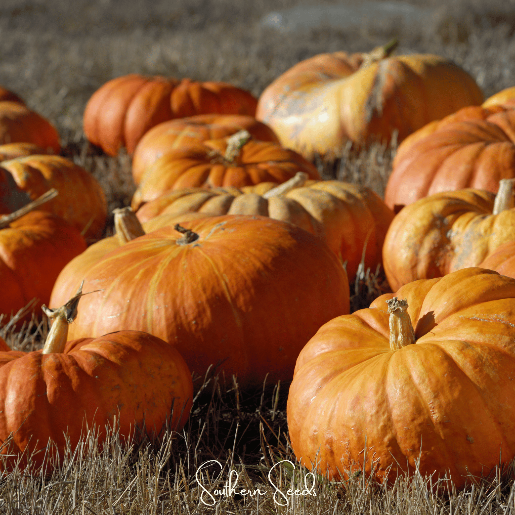 Cinderella Pumpkin – 10 Seeds | Heirloom Boulevard