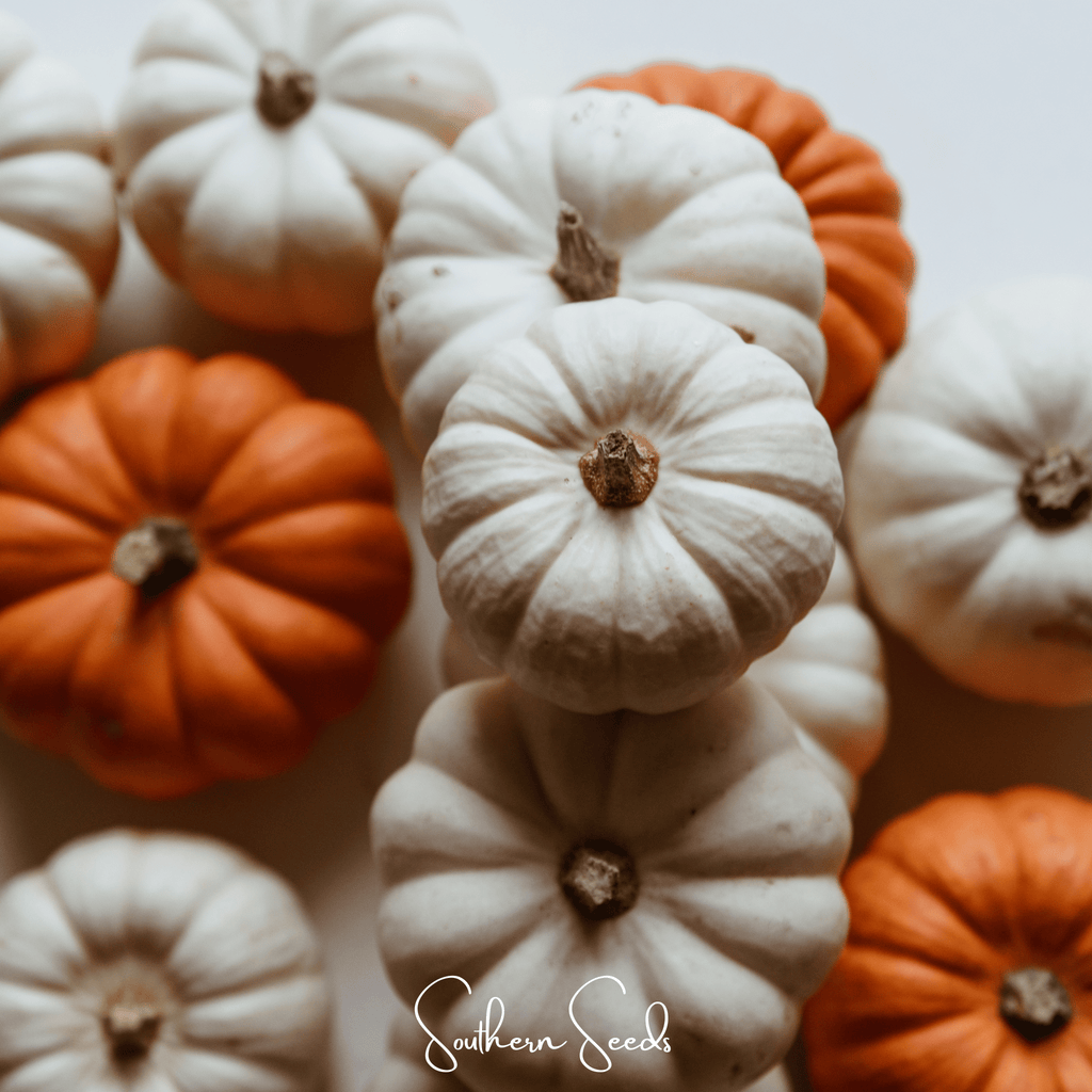 Southern Seeds Gooligan Pumpkin – 10 Seeds | Heirloom Boulevard