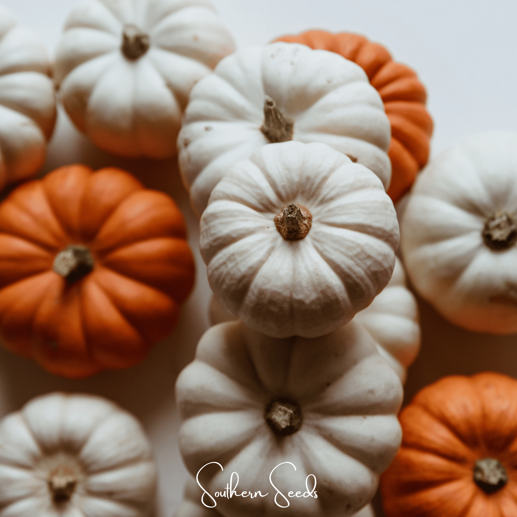 Southern Seeds Gooligan Pumpkin – 10 Seeds | Heirloom Boulevard