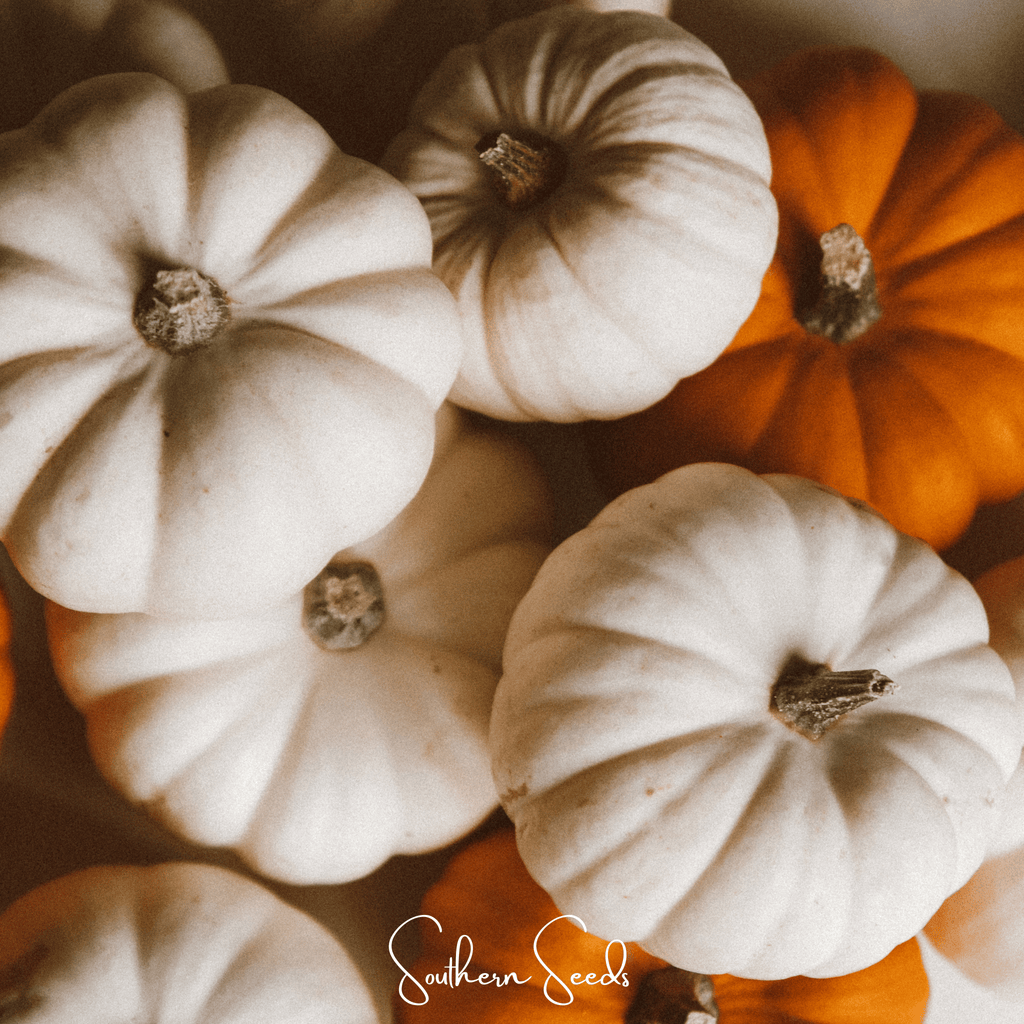 Southern Seeds Gooligan Pumpkin – 10 Seeds | Heirloom Boulevard