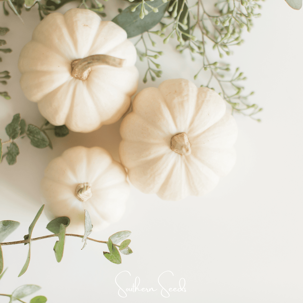 Southern Seeds Gooligan Pumpkin – 10 Seeds | Heirloom Boulevard
