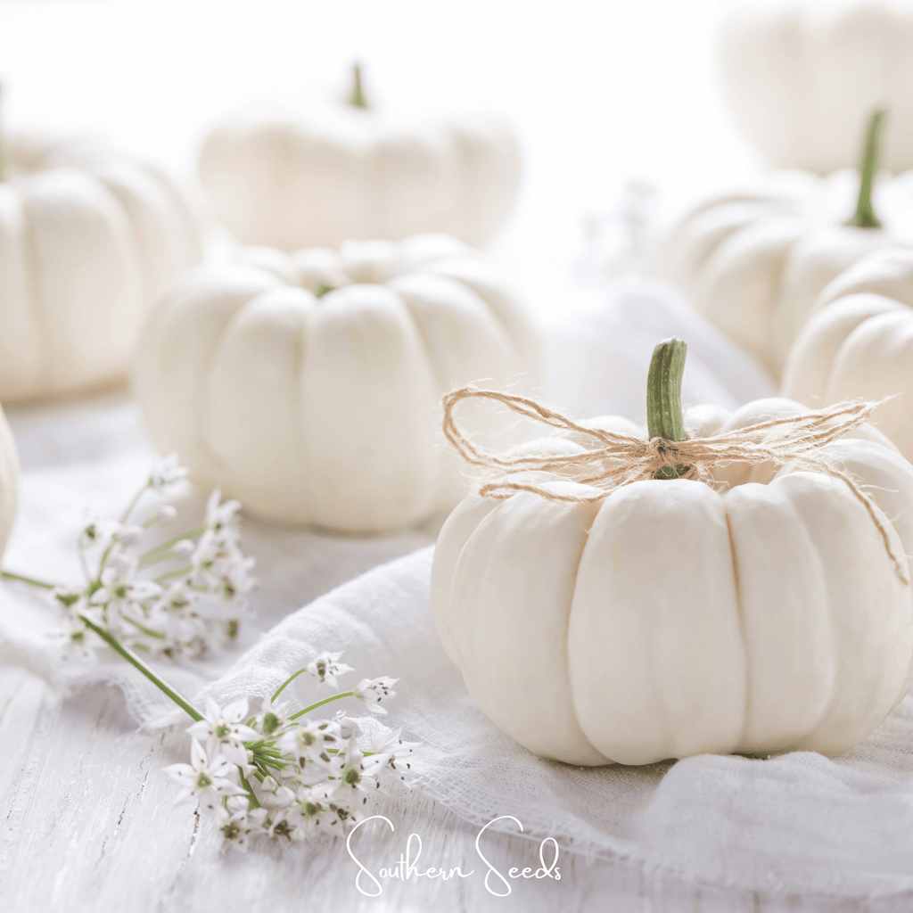 Southern Seeds Gooligan Pumpkin – 10 Seeds | Heirloom Boulevard