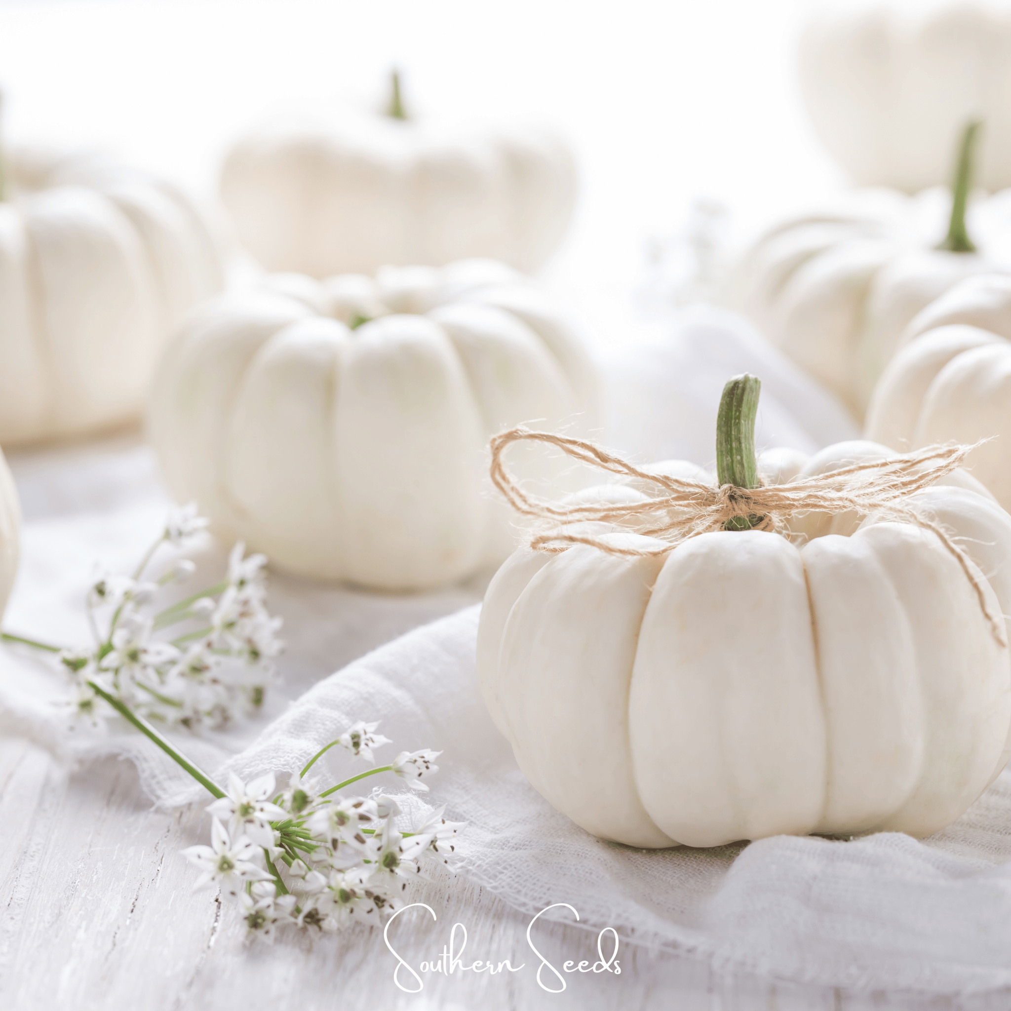 Southern Seeds Gooligan Pumpkin – 10 Seeds | Heirloom Boulevard