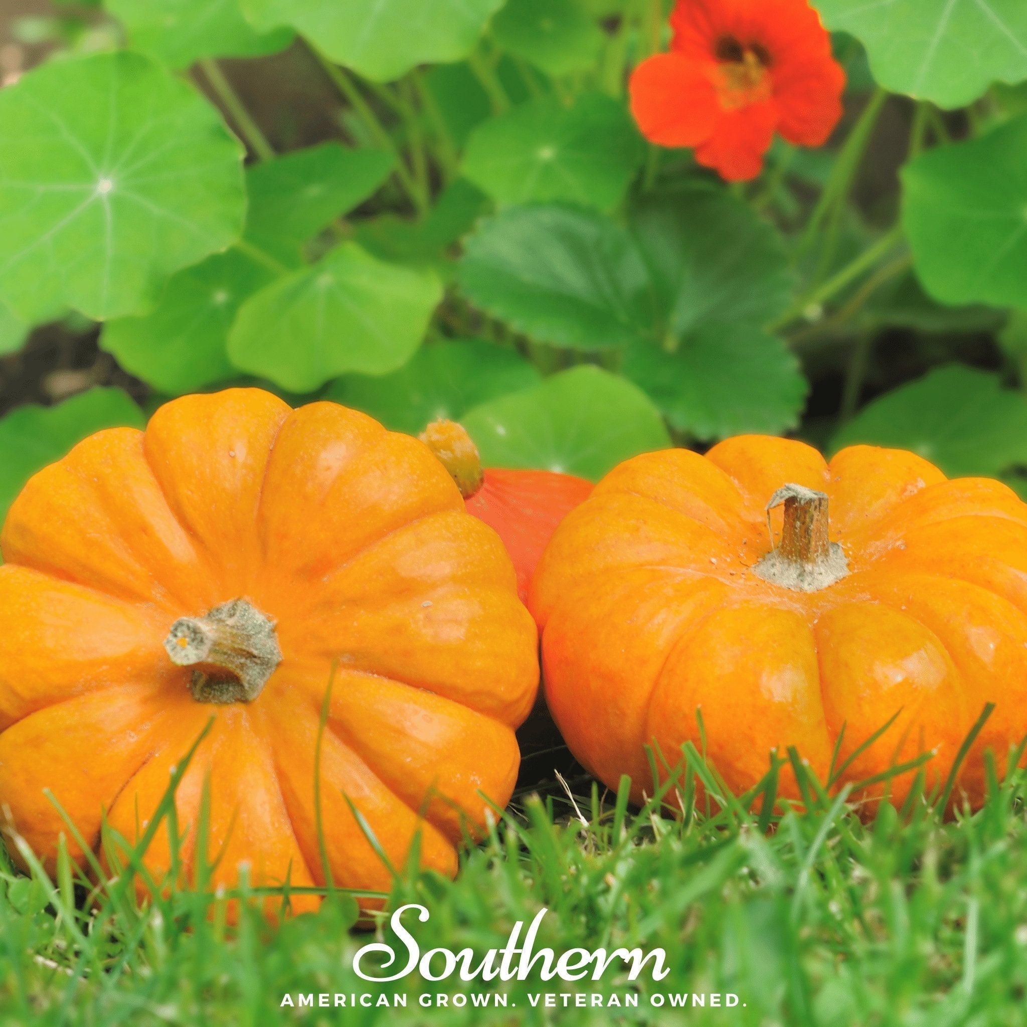 Southern Seeds Jack Be Little Pumpkin – 25 Seeds | Heirloom Boulevard
