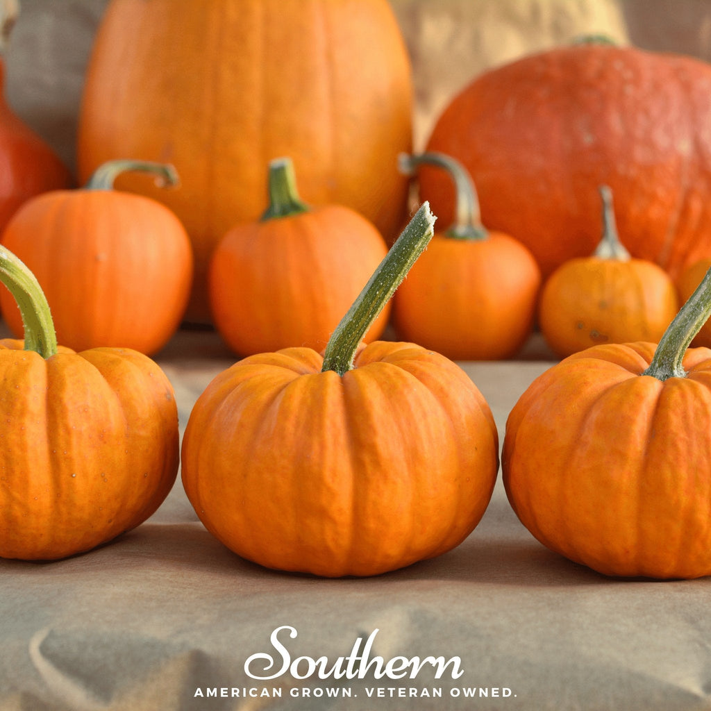 Southern Seeds Jack Be Little Pumpkin – 25 Seeds | Heirloom Boulevard
