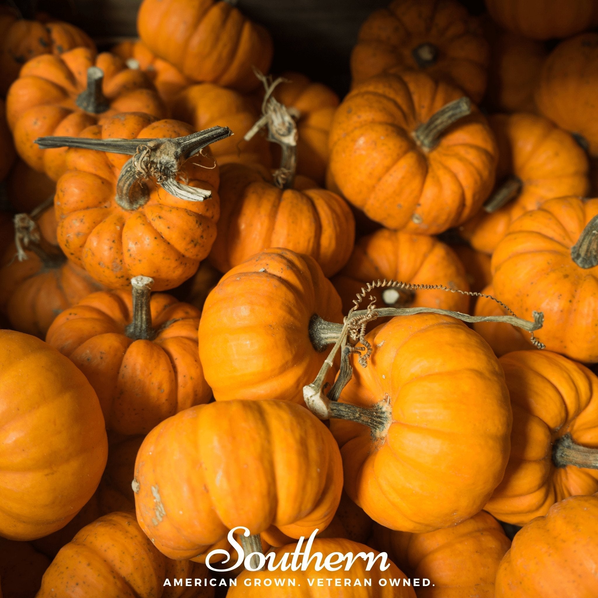 Southern Seeds Jack Be Little Pumpkin – 25 Seeds | Heirloom Boulevard