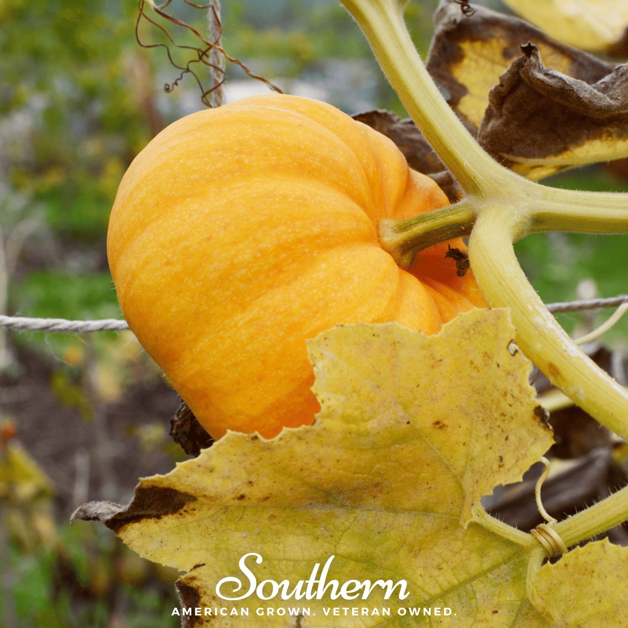 Southern Seeds Jack Be Little Pumpkin – 25 Seeds | Heirloom Boulevard