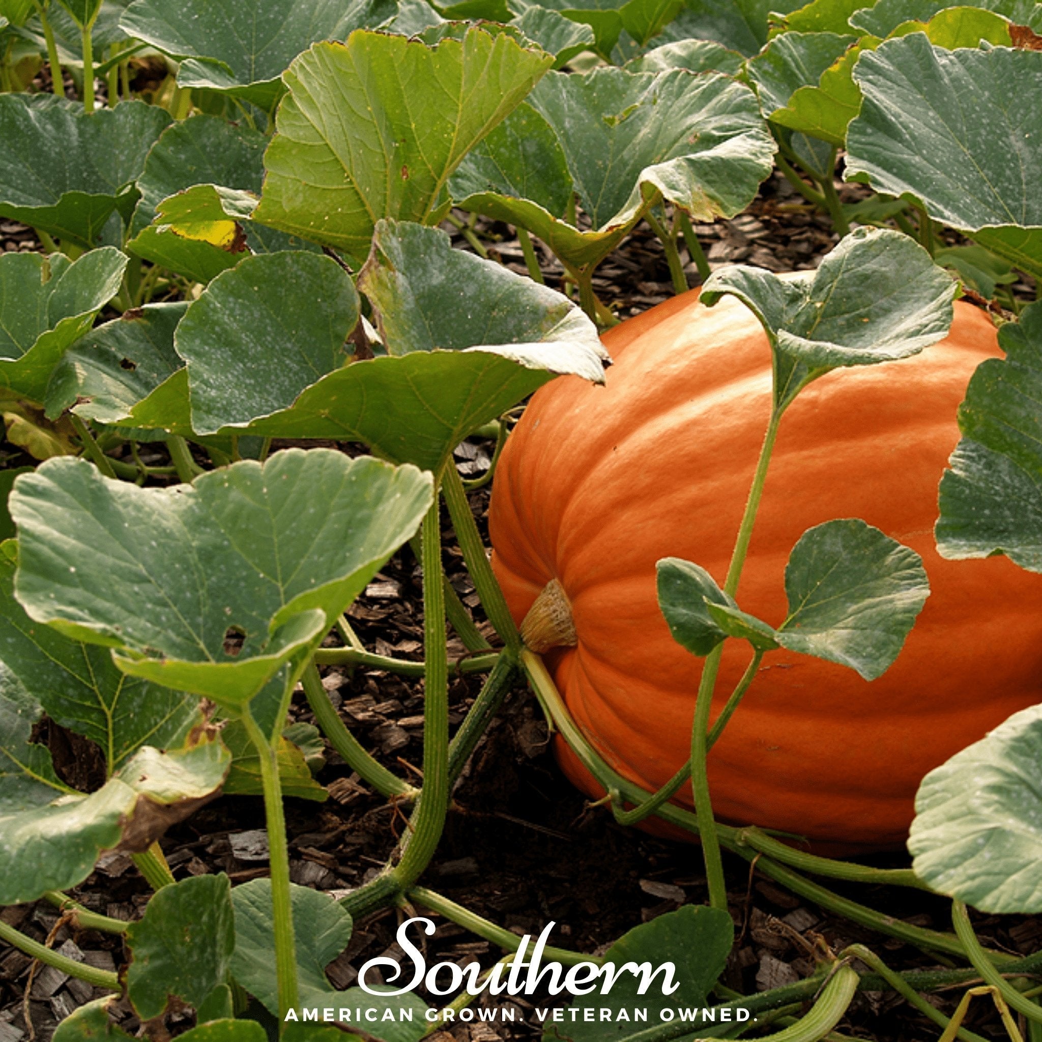 Jack O Lantern Pumpkin – 20 Seeds | Heirloom Boulevard