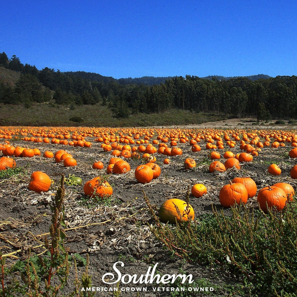 Jack O Lantern Pumpkin – 20 Seeds | Heirloom Boulevard