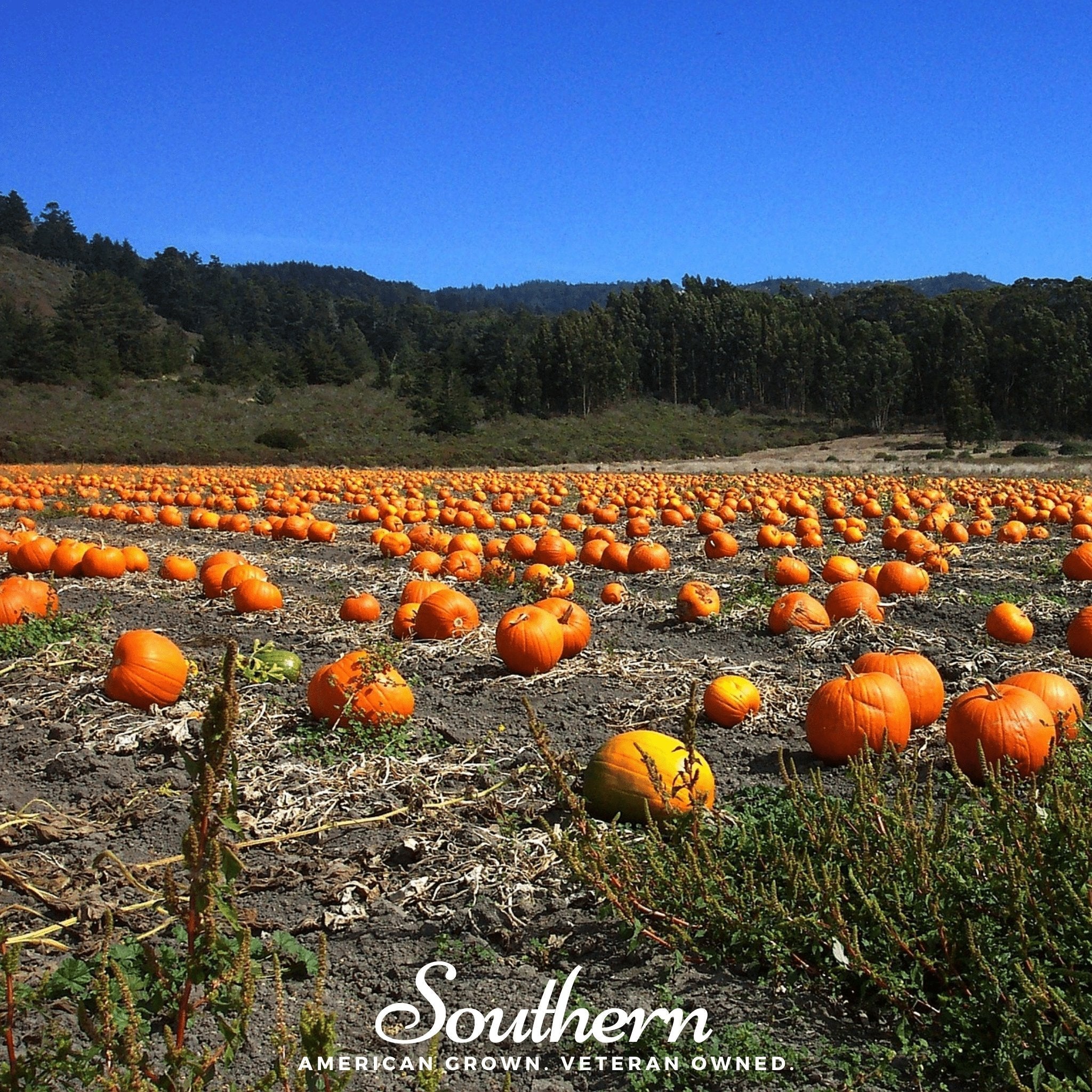 Jack O Lantern Pumpkin – 20 Seeds | Heirloom Boulevard
