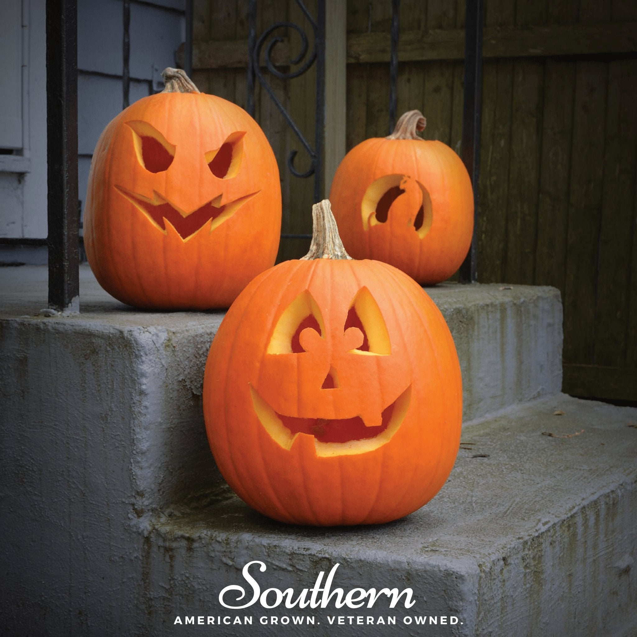 Jack O Lantern Pumpkin – 20 Seeds | Heirloom Boulevard