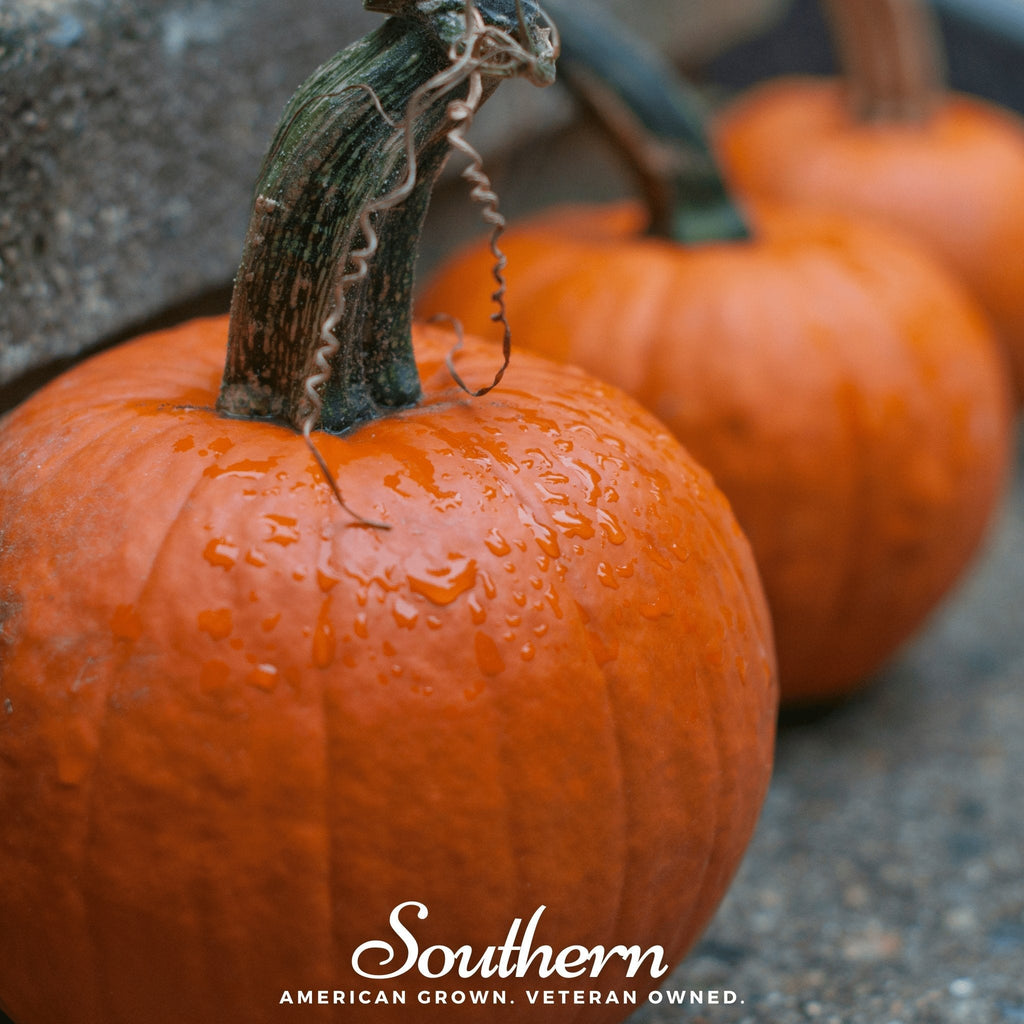 Small Sugar Pumpkin – 15 Seeds | Heirloom Boulevard