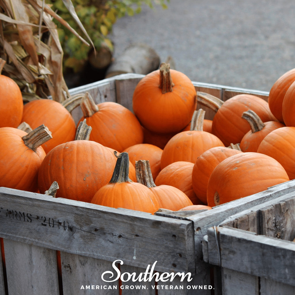 Small Sugar Pumpkin – 15 Seeds | Heirloom Boulevard