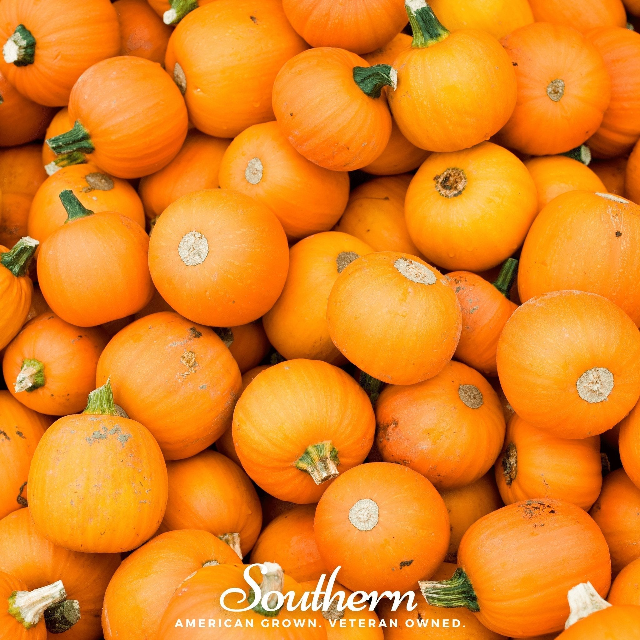Small Sugar Pumpkin – 15 Seeds | Heirloom Boulevard