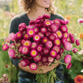 Southern Seeds Purple-Red Strawflower – 100 Seeds | Heirloom Boulevard