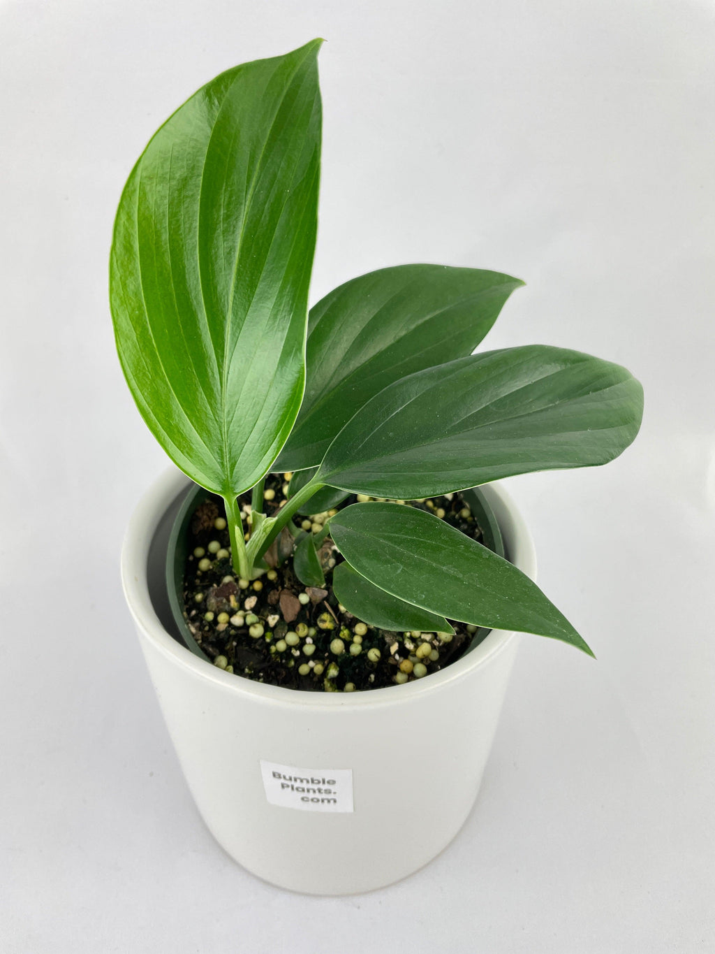 Bumble Plants Rhaphidophora Decursiva 'Dragon's Tail'