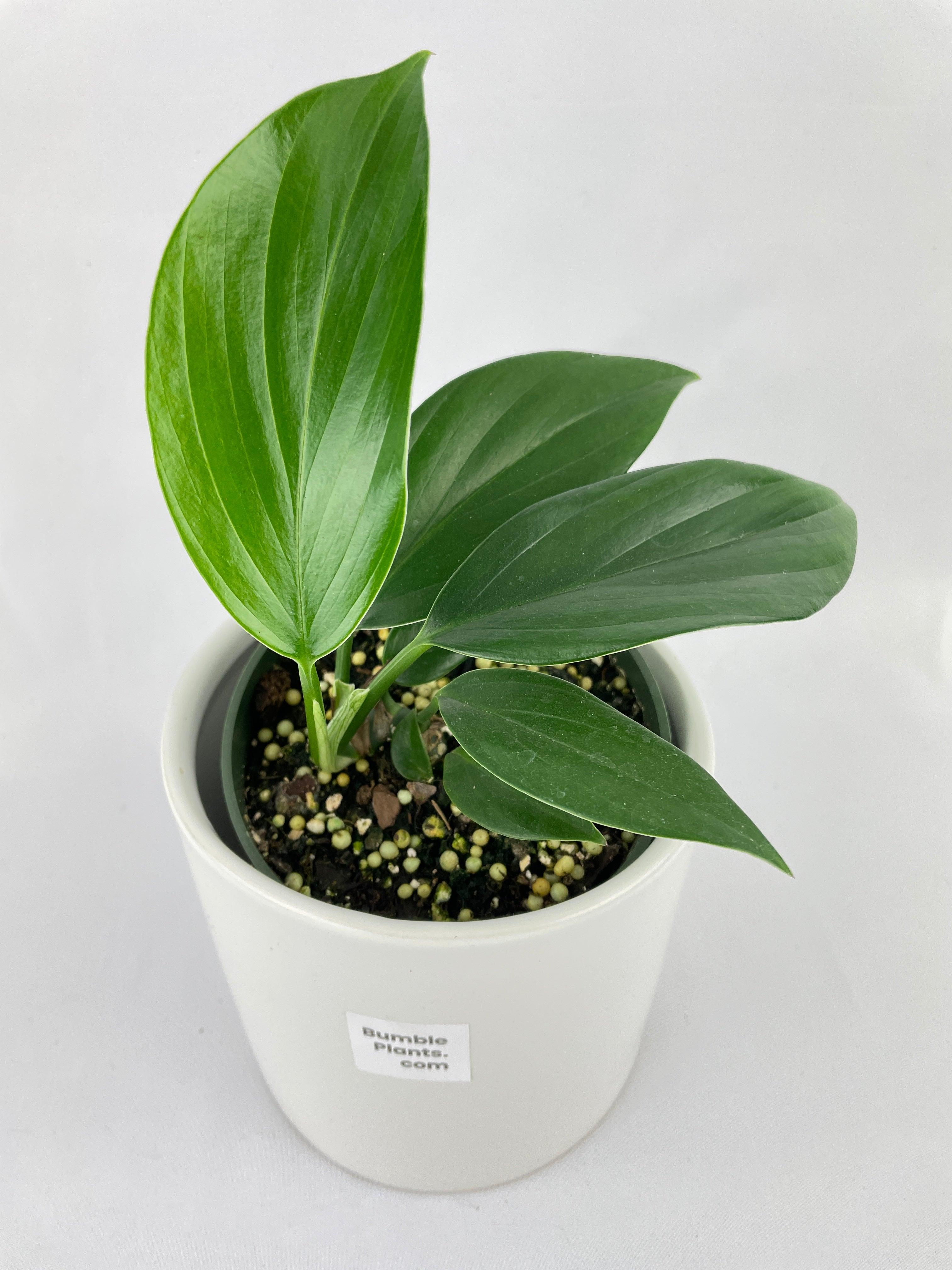 Bumble Plants Rhaphidophora Decursiva 'Dragon's Tail'