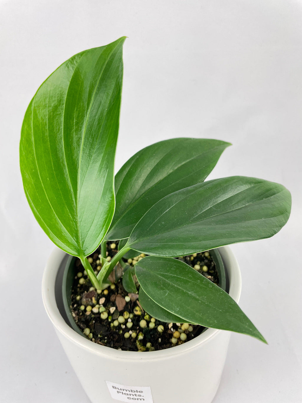 Bumble Plants Rhaphidophora Decursiva 'Dragon's Tail'