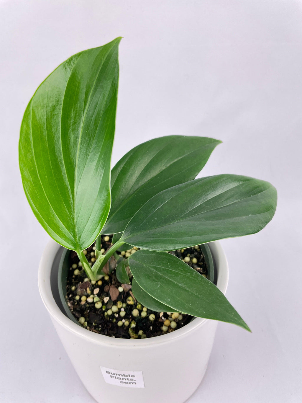 Bumble Plants Rhaphidophora Decursiva 'Dragon's Tail'