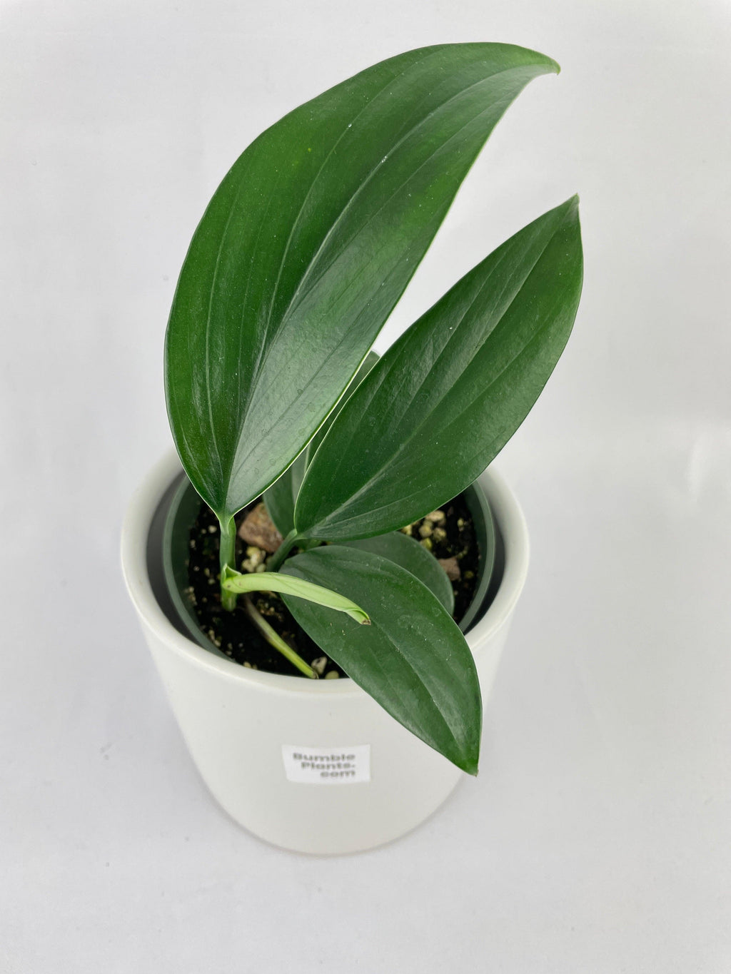 Bumble Plants Rhaphidophora Decursiva 'Dragon's Tail'