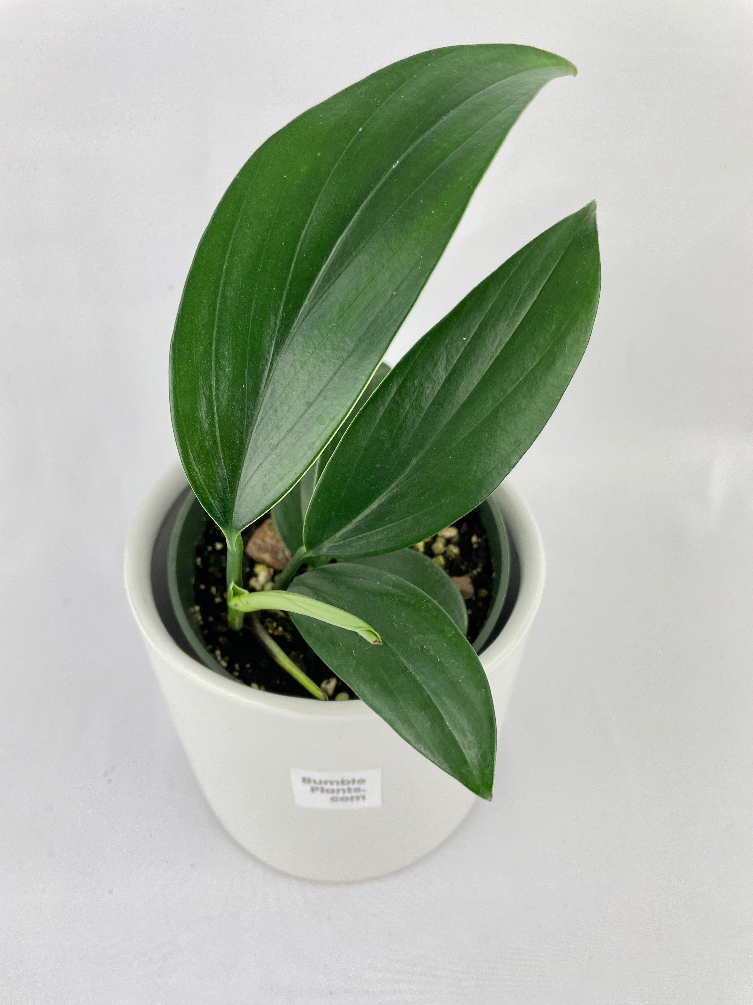 Bumble Plants Rhaphidophora Decursiva 'Dragon's Tail'