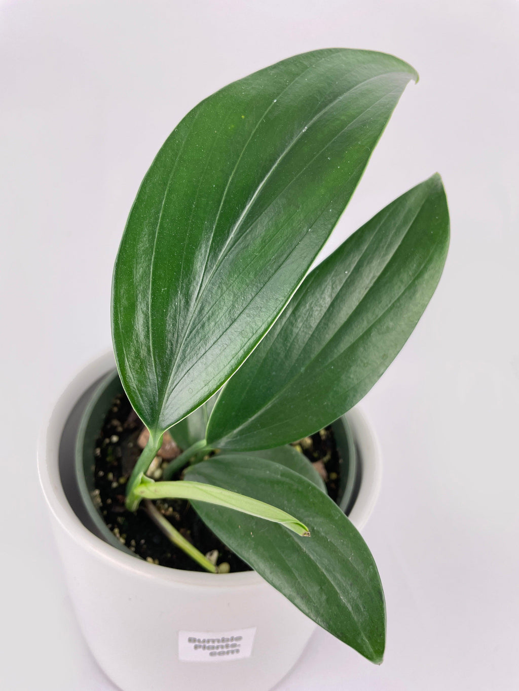 Bumble Plants Rhaphidophora Decursiva 'Dragon's Tail'