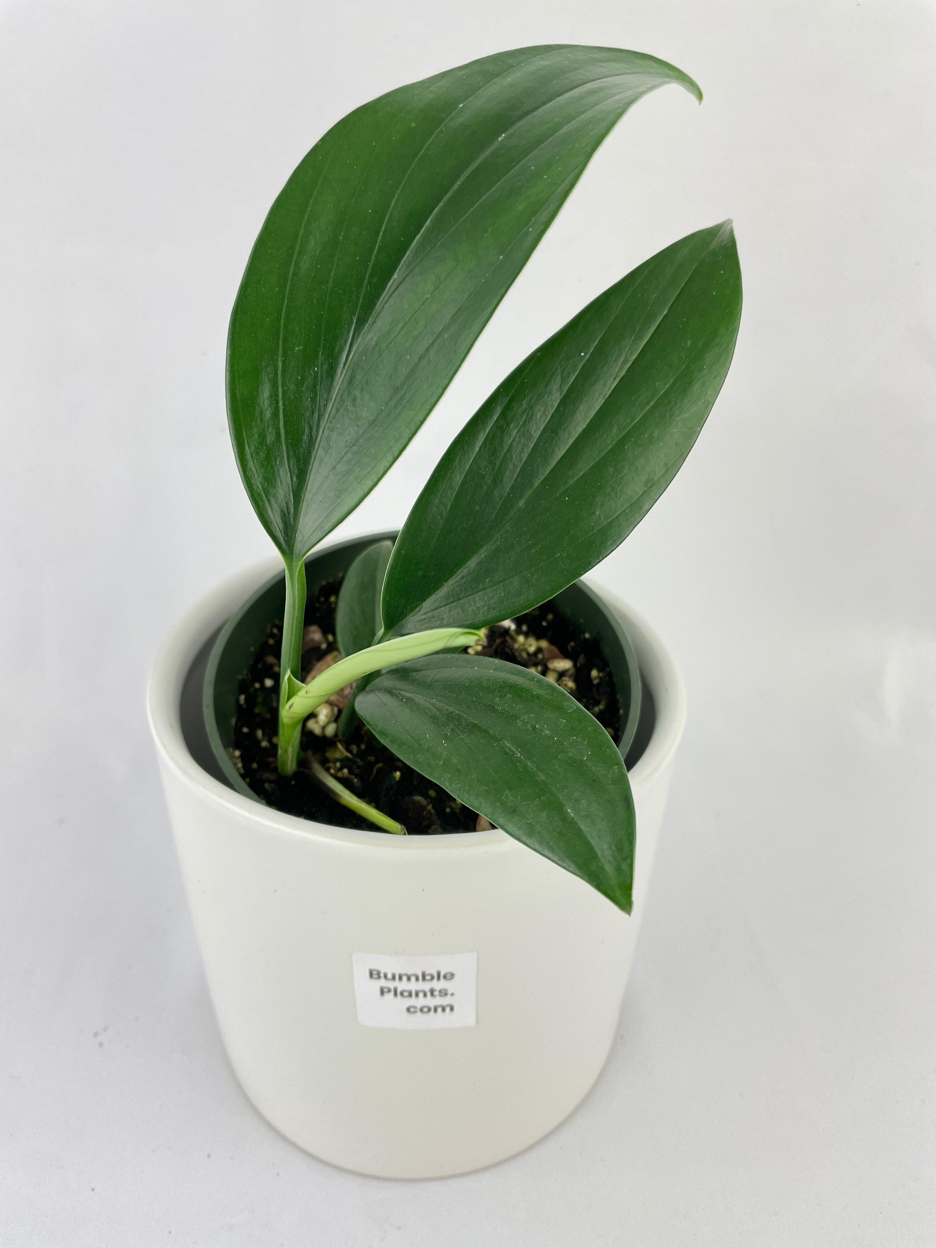 Bumble Plants Rhaphidophora Decursiva 'Dragon's Tail'