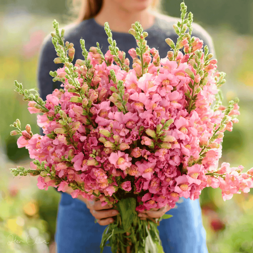 Southern Seeds Rose Snapdragon – 200 Seeds | Heirloom Boulevard