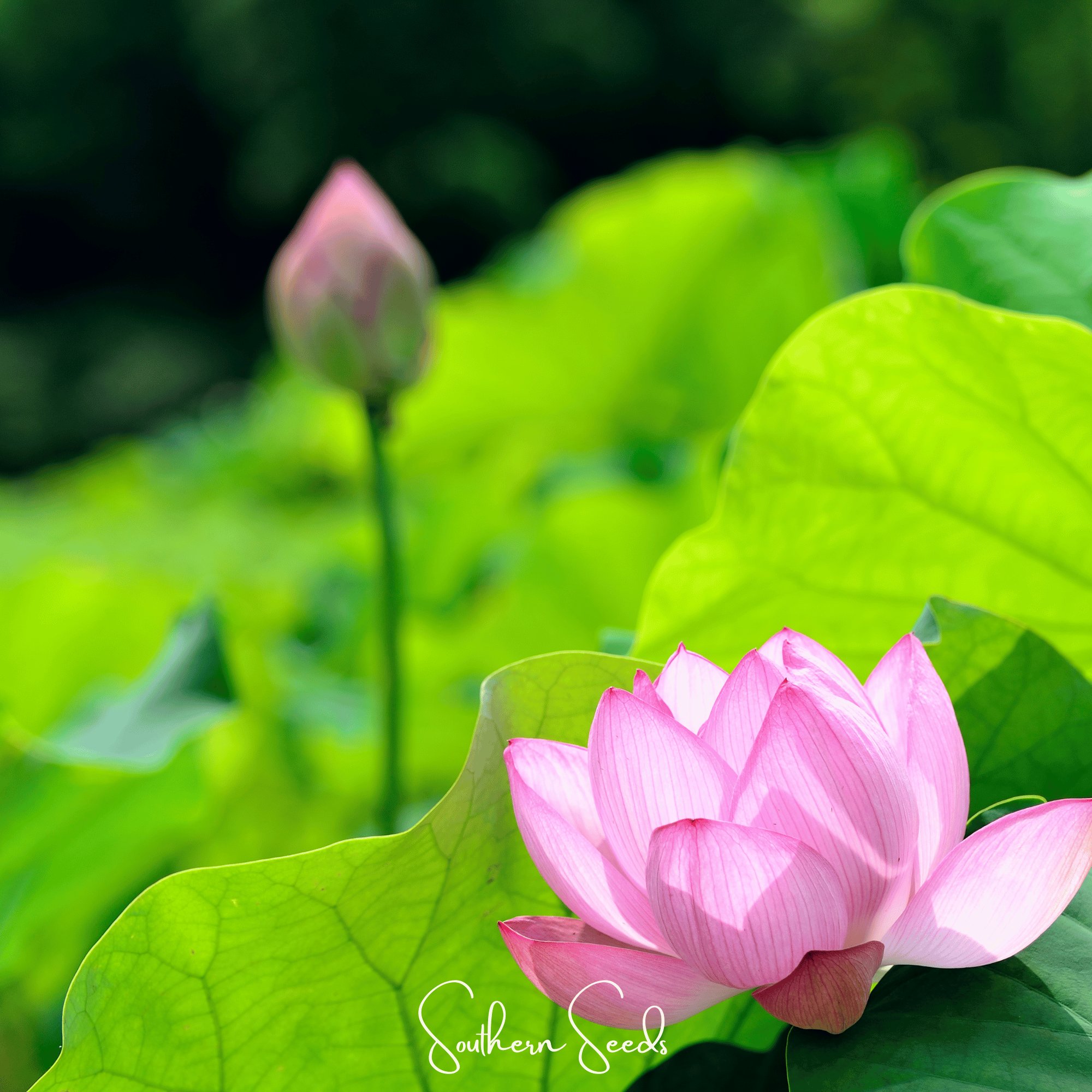 Sacred Lotus (Bonsai) - 5 Seeds | Heirloom Boulevard