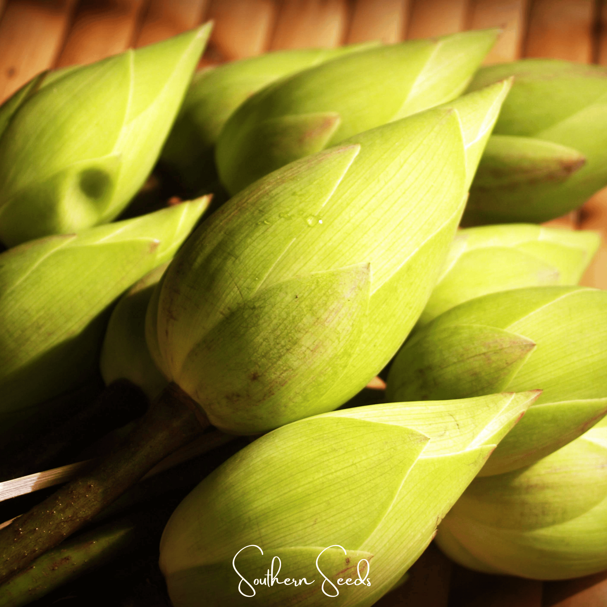 Sacred Lotus (Bonsai) - 5 Seeds | Heirloom Boulevard
