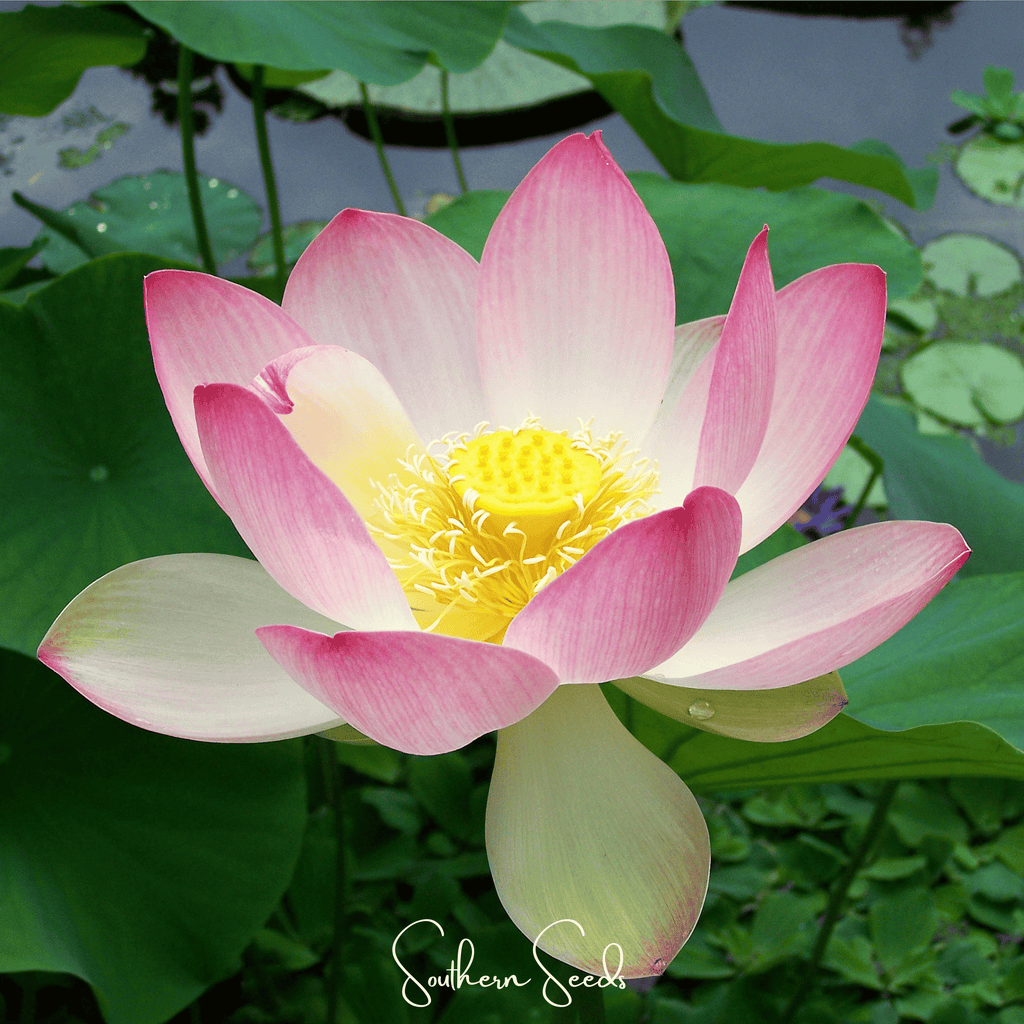 Sacred Lotus (Bonsai) - 5 Seeds | Heirloom Boulevard