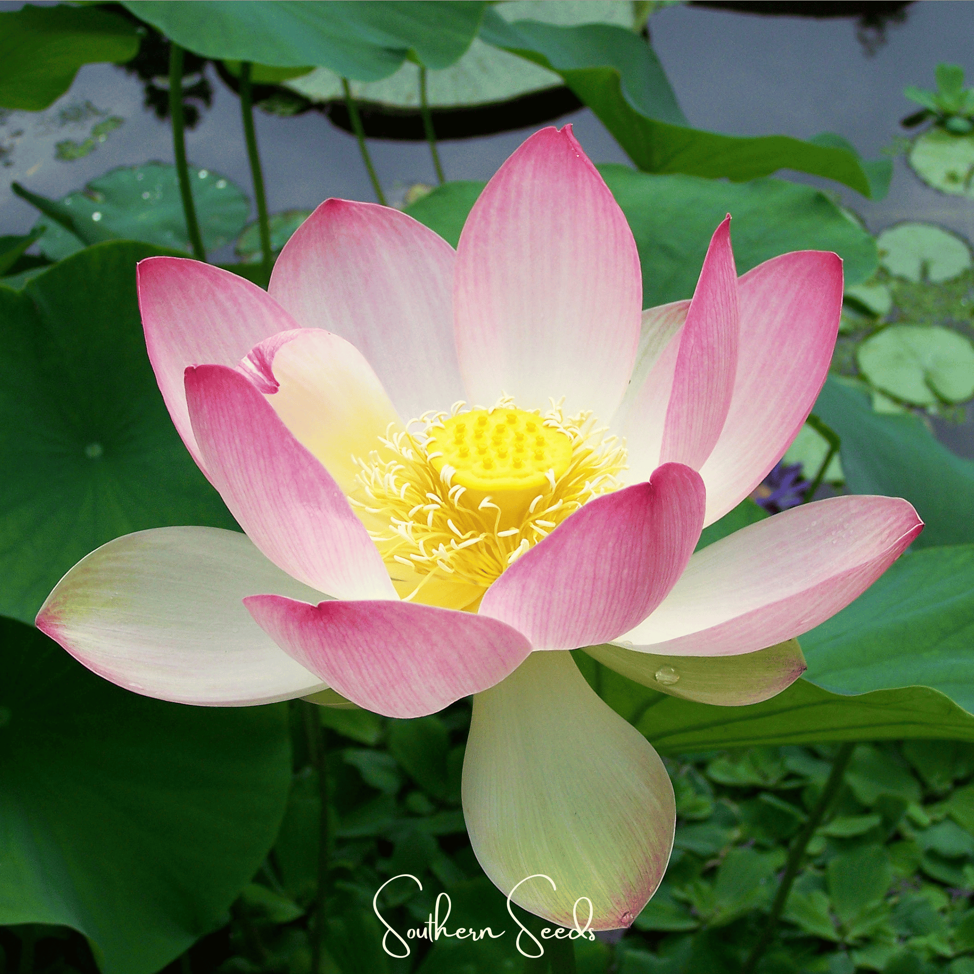 Sacred Lotus (Bonsai) - 5 Seeds | Heirloom Boulevard