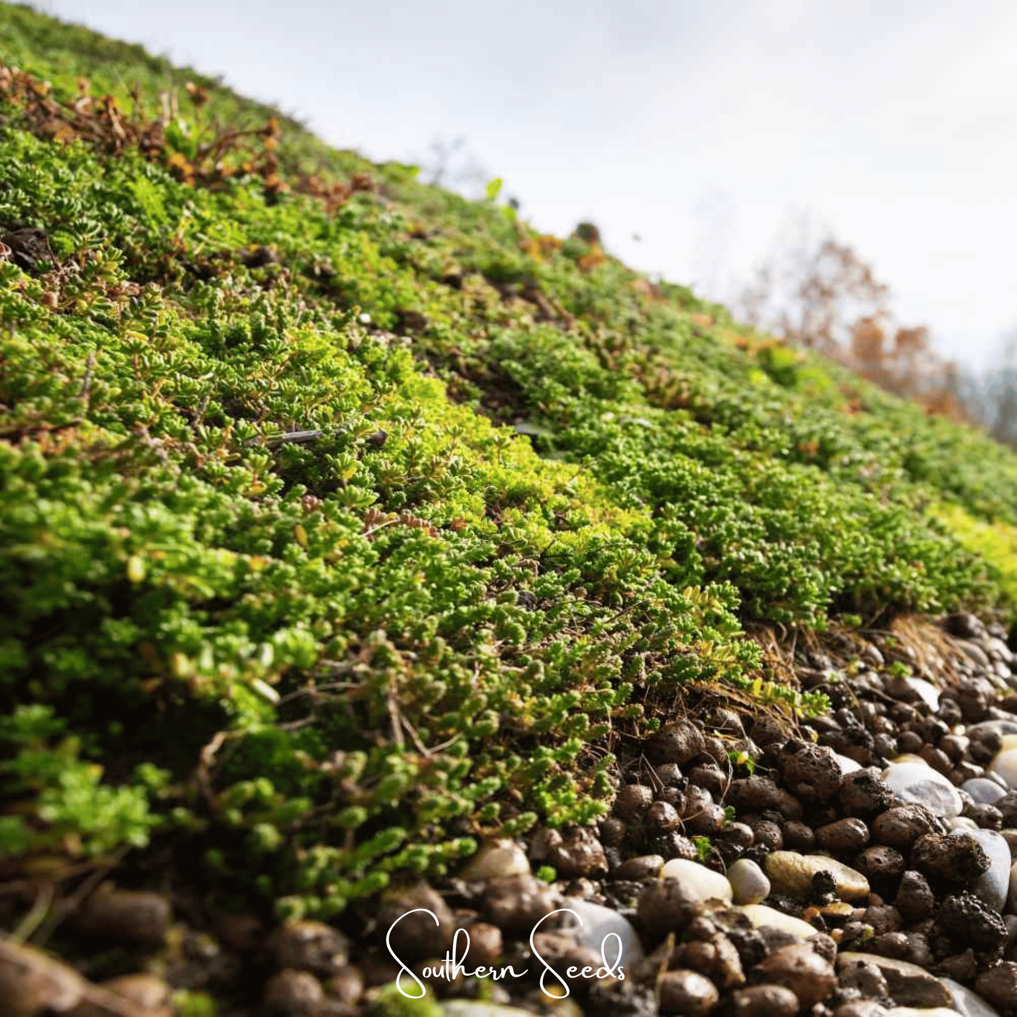 Southern Seeds Sedum Roof Mix – 500 Seeds | Heirloom Boulevard
