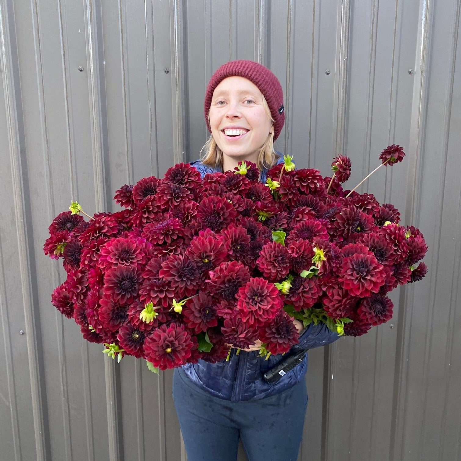 Sunny Meadows Flower Farm Dahlia Tuber Black Satin | Heirloom Boulevard