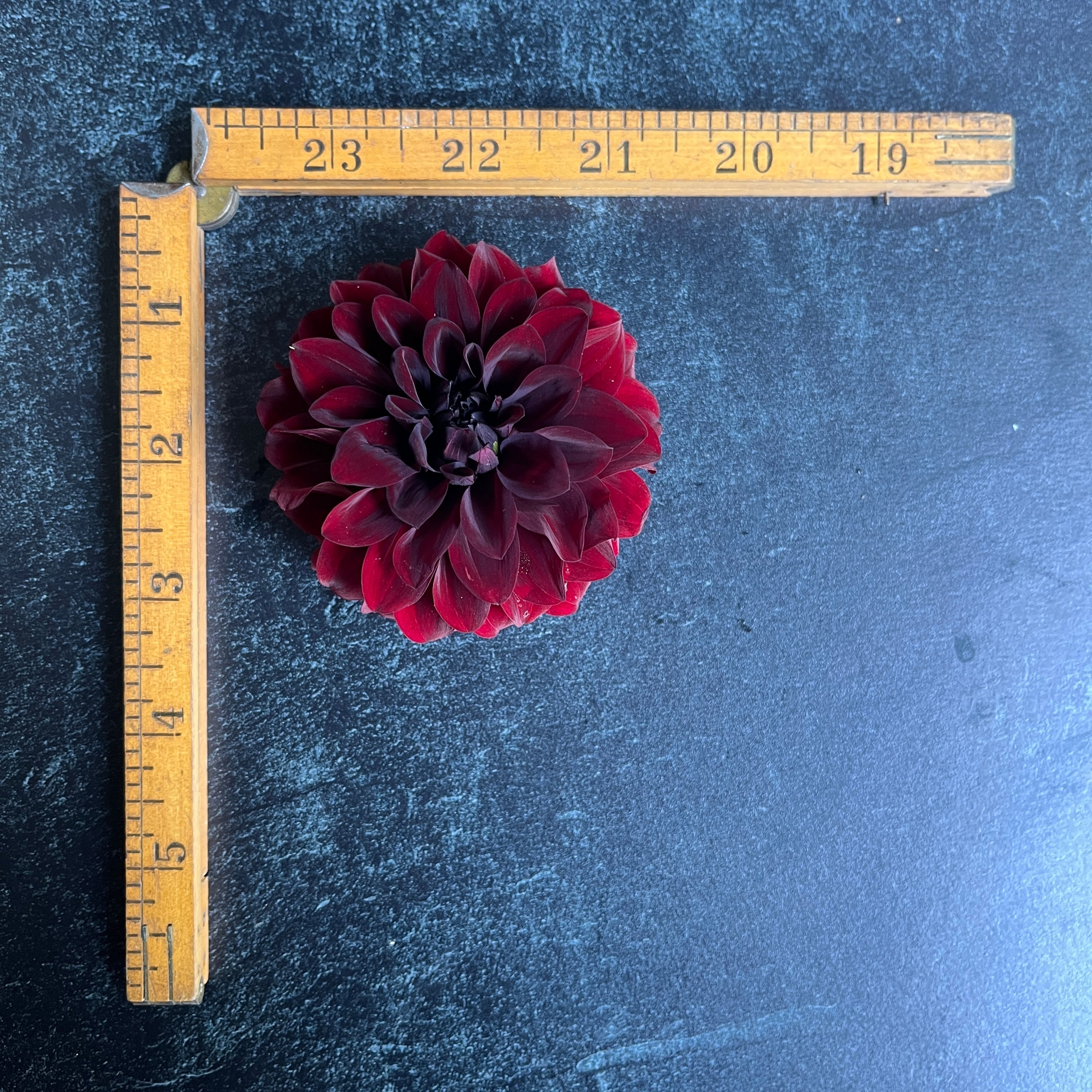 Sunny Meadows Flower Farm Dahlia Tuber Black Satin | Heirloom Boulevard